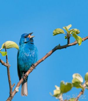 08   DQ694F--Indigo-Bunting.jpg